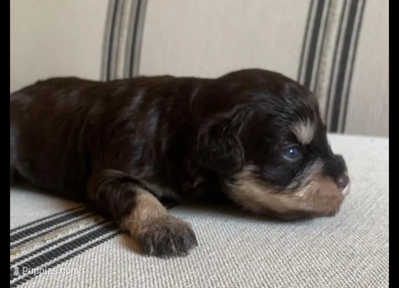 Molly  – Miniature Schnauzer puppy for sale in San Antonio, TX