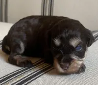 Molly , a female Miniature Schnauzer for sale in San Antonio, TX – Photo 2 of 3