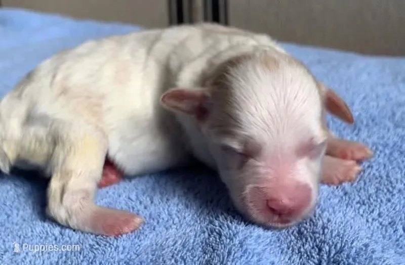 Akc Nala – Miniature Schnauzer puppy for sale in San Antonio, TX