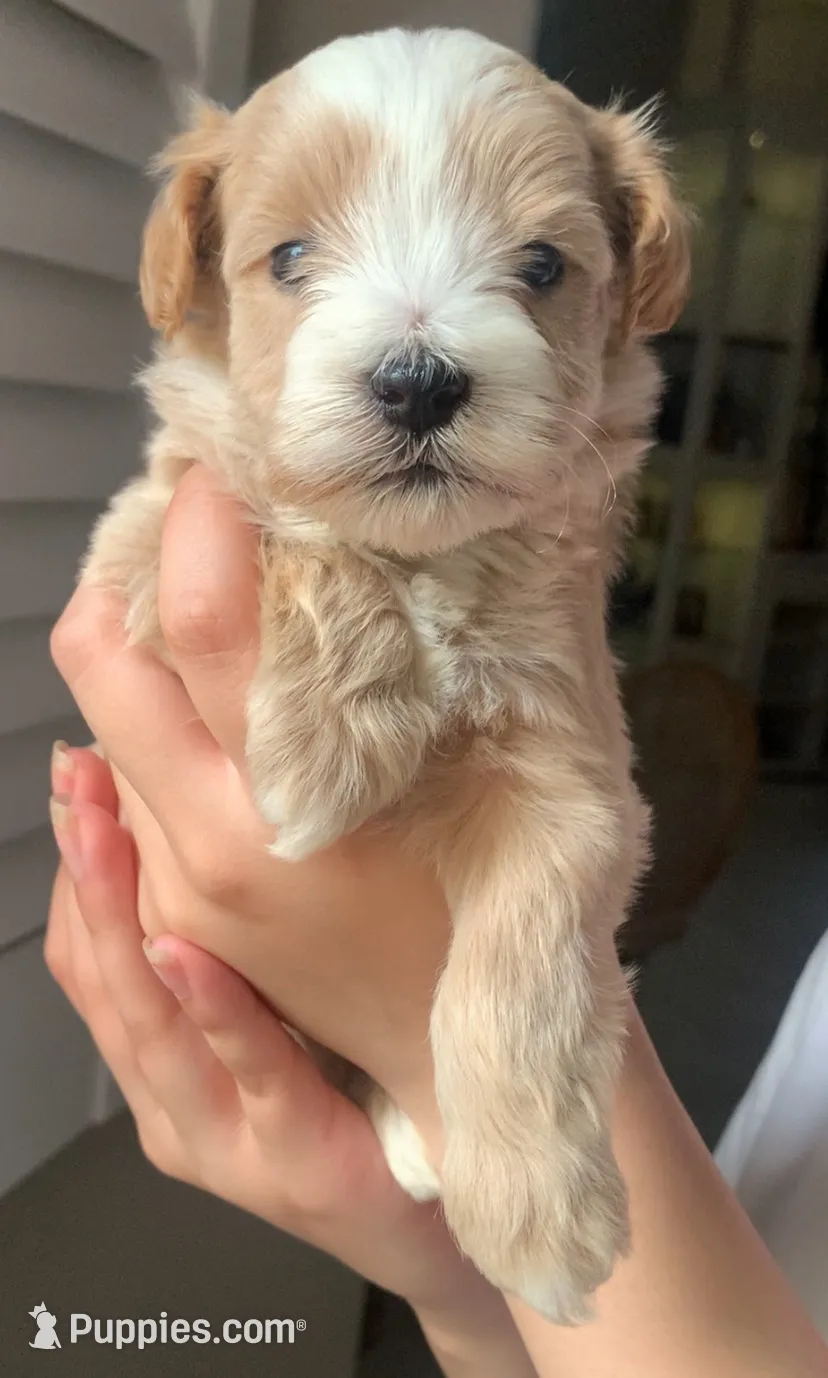 Zara, a female Miniature Schnauzer for sale in San Antonio, TX – 1 of 3