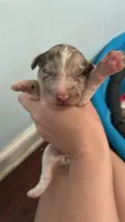 Purple Girl, a female Poodle - Standard  for sale in Port Allen, LA – 3 of 4