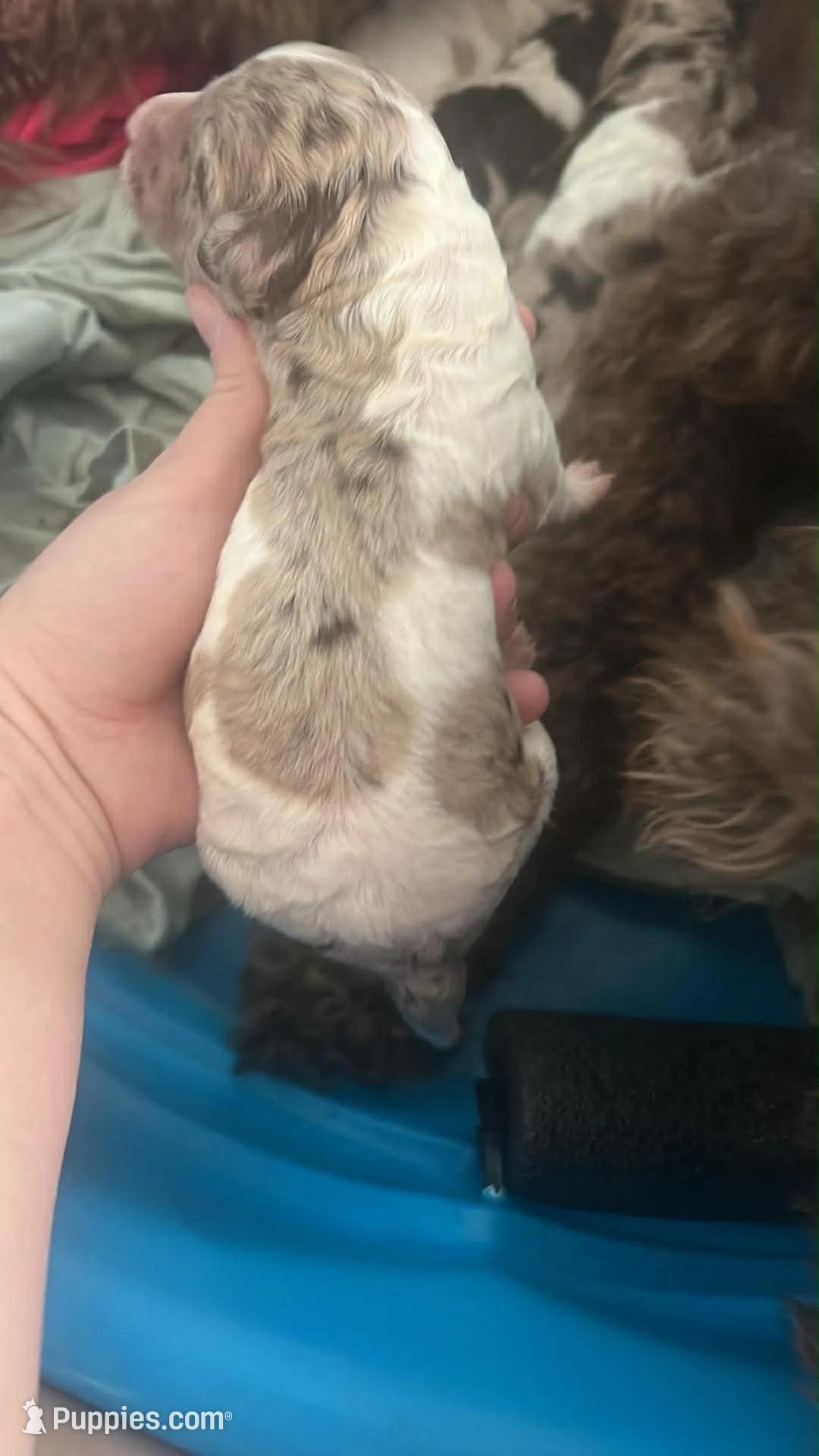 Purple Girl, a female Poodle - Standard  for sale in Port Allen, LA – 4 of 4