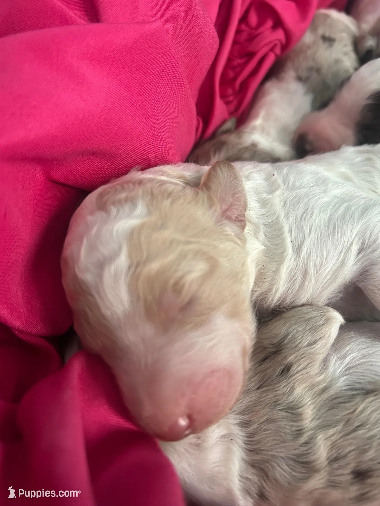 Blue Boy, a male Poodle - Standard  for sale in Port Allen, LA – 3 of 4