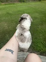 Purple Girl, a female Poodle - Standard  for sale in Port Allen, LA – 2 of 4