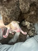 Blue Boy, a male Poodle - Standard  for sale in Port Allen, LA – 4 of 4