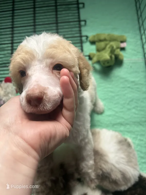 Blue Boy – Poodle - Standard  puppy for sale in Port Allen, LA