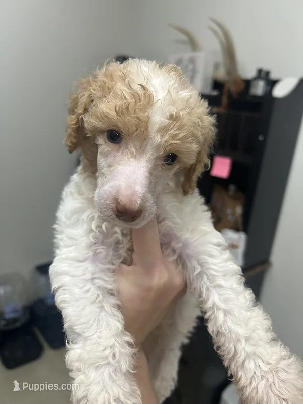 Blue Boy – Poodle - Standard  puppy for sale in Port Allen, LA