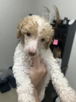 Blue Boy, a male Poodle - Standard  for sale in Port Allen, LA – 1 of 4