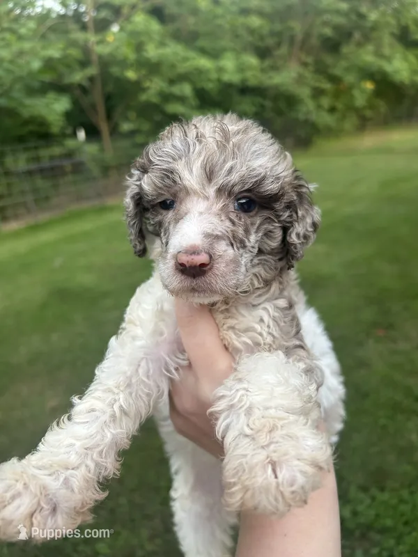 Purple Girl – Poodle - Standard  puppy for sale in Port Allen, LA