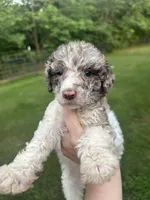 Purple Girl, a female Poodle - Standard  for sale in Port Allen, LA – 1 of 4