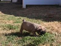 Lucky, a male French Bulldog for sale in Spartanburg, SC – Photo 2 of 3