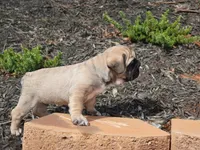 Lucky, a male French Bulldog for sale in Spartanburg, SC – Photo 3 of 3