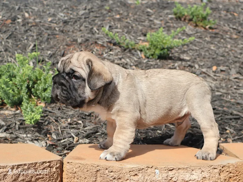 Lucky – French Bulldog puppy for sale in Spartanburg, SC