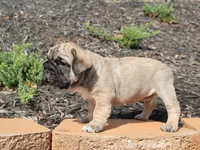 Lucky, a male French Bulldog for sale in Spartanburg, SC – Photo 1 of 3