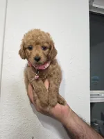 Sadie, a female Miniature Goldendoodle for sale in Holiday, FL – 2 of 3