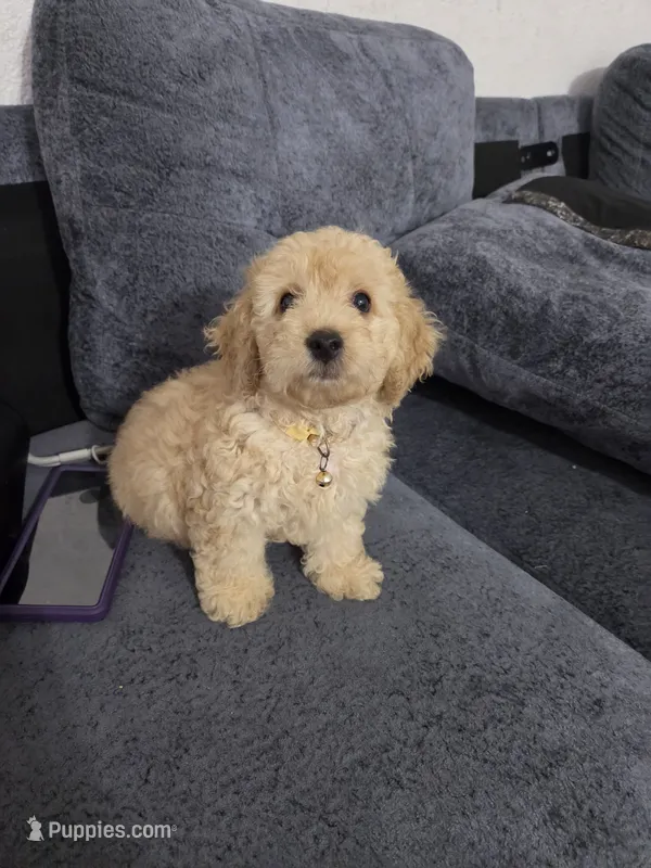 Simba  – Miniature Goldendoodle puppy for sale in Holiday, FL