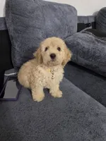 Simba , a male Miniature Goldendoodle for sale in Holiday, FL – 1 of 7