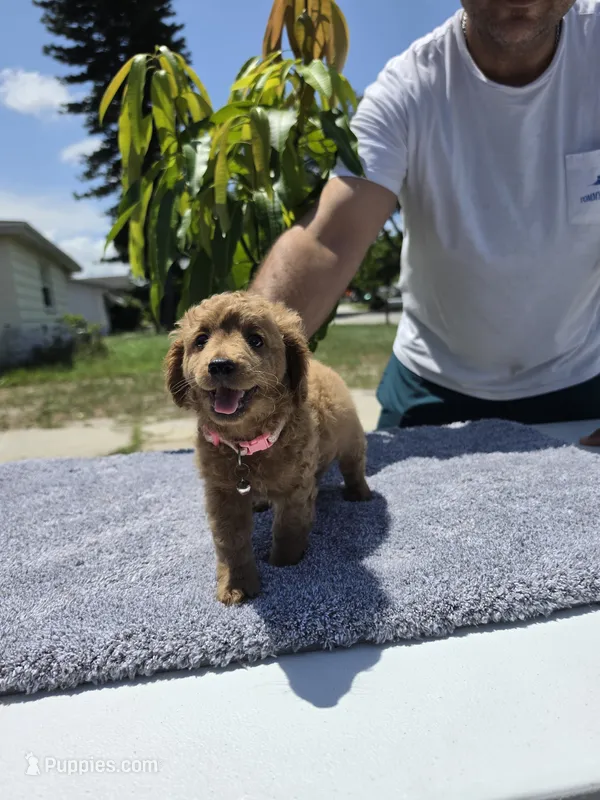 Sadie – Miniature Goldendoodle puppy for sale in Holiday, FL
