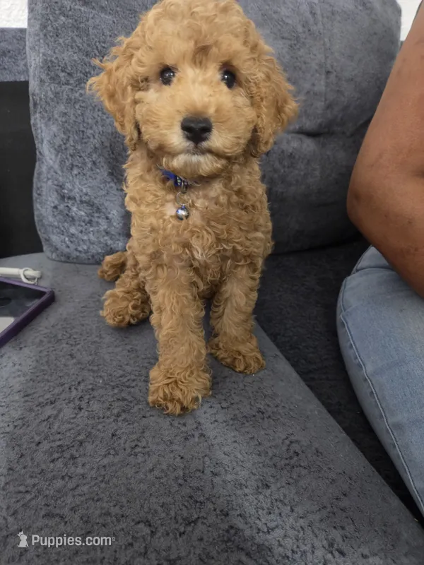 Cody – Miniature Goldendoodle puppy for sale in Holiday, FL