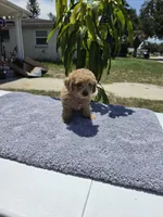Bella, a female Miniature Goldendoodle for sale in Holiday, FL – 3 of 4