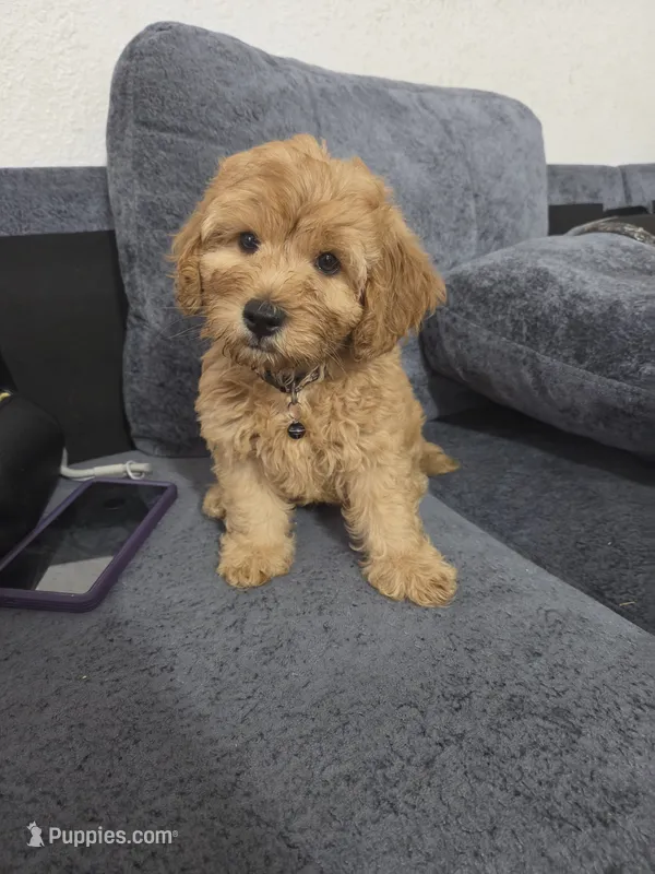 Brownie  – Miniature Goldendoodle puppy for sale in Holiday, FL
