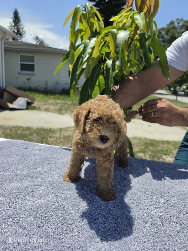 Cody – Miniature Goldendoodle puppy for sale in Holiday, FL