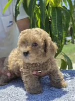 Hazel, a female Miniature Goldendoodle for sale in Holiday, FL – 4 of 5