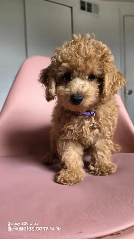Bella – Miniature Goldendoodle puppy for sale in Holiday, FL