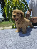 Brownie , a male Miniature Goldendoodle for sale in Holiday, FL – 5 of 6