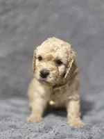 Simba , a male Miniature Goldendoodle for sale in Holiday, FL – 1 of 2