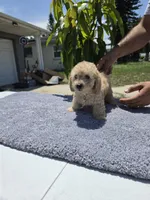 Simba , a male Miniature Goldendoodle for sale in Holiday, FL – 4 of 7