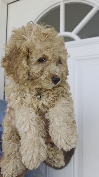 Honey , a female Miniature Goldendoodle for sale in Holiday, FL – 4 of 8