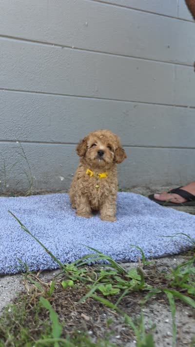 Honey , a female Miniature Goldendoodle for sale in Holiday, FL – 6 of 6