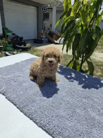 Bella, a female Miniature Goldendoodle for sale in Holiday, FL – 2 of 4