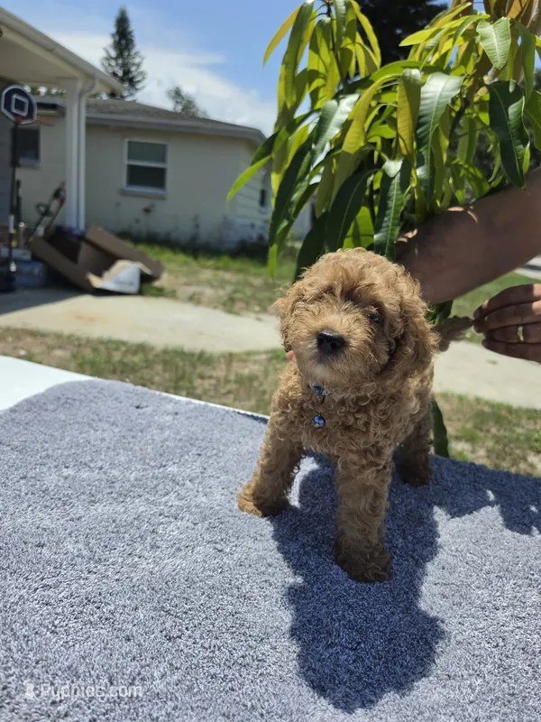 Cody – Miniature Goldendoodle puppy for sale in Holiday, FL