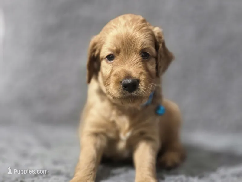 Taco – Miniature Goldendoodle puppy for sale in Holiday, FL