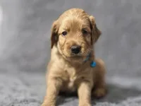 Taco, a male Miniature Goldendoodle for sale in Holiday, FL – 1 of 1