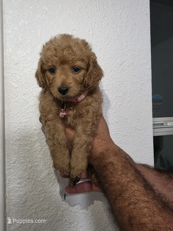 Sadie – Miniature Goldendoodle puppy for sale in Holiday, FL