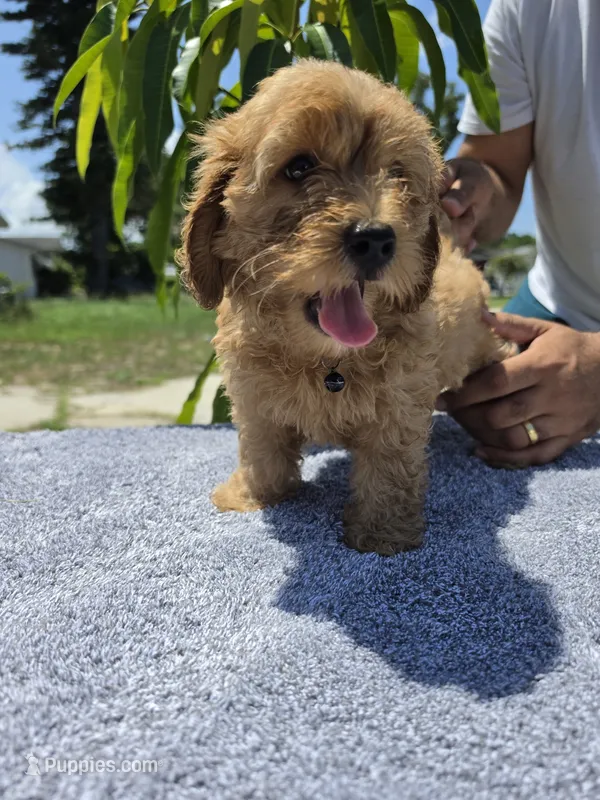 Brownie  – Miniature Goldendoodle puppy for sale in Holiday, FL