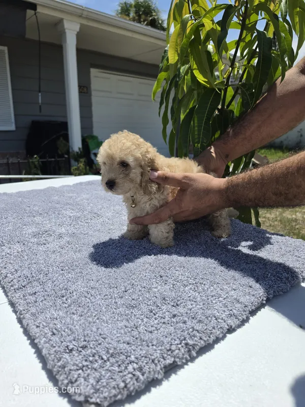 Simba  – Miniature Goldendoodle puppy for sale in Holiday, FL