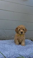 Honey , a female Miniature Goldendoodle for sale in Holiday, FL – 2 of 6