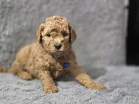 Cody, a male Miniature Goldendoodle for sale in Holiday, FL – 2 of 2