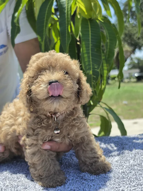 Bella – Miniature Goldendoodle puppy for sale in Holiday, FL