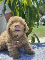 Bella, a female Miniature Goldendoodle for sale in Holiday, FL – 1 of 4