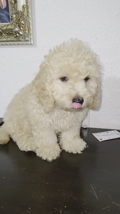 Simba , a male Miniature Goldendoodle for sale in Holiday, FL – 7 of 7