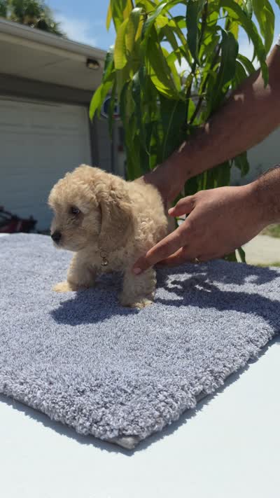 Simba , a male Miniature Goldendoodle for sale in Holiday, FL – 6 of 7