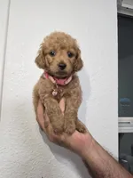 Sadie, a female Miniature Goldendoodle for sale in Holiday, FL – 3 of 3