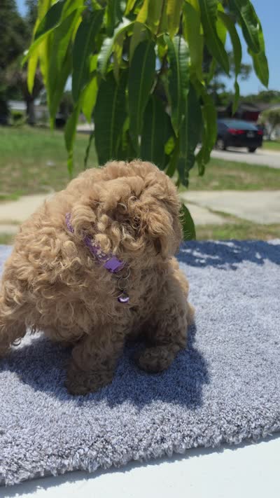 Bella, a female Miniature Goldendoodle for sale in Holiday, FL – 4 of 4