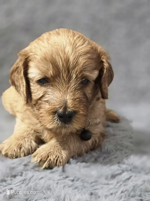 Brownie  – Miniature Goldendoodle puppy for sale in Holiday, FL