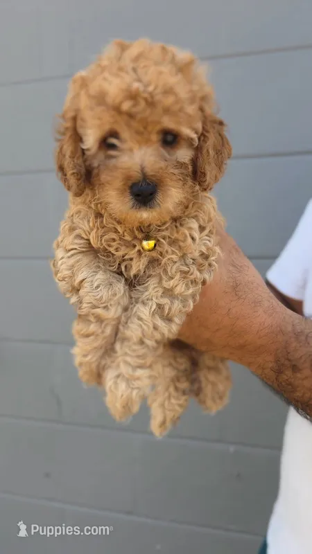 Honey  – Miniature Goldendoodle puppy for sale in Holiday, FL